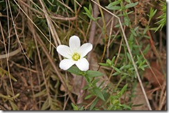 wood-anenome