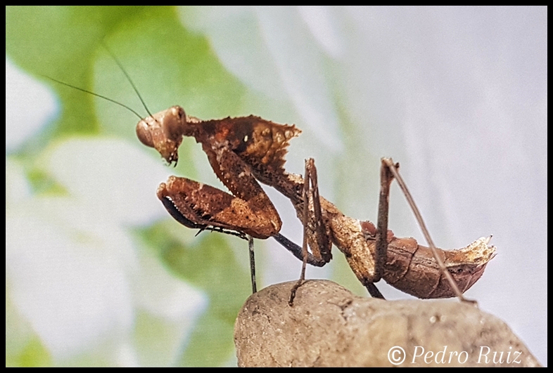 Ninfa hembra L6 de de Deroplatys desiccata