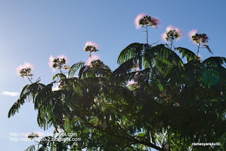 ネムノキの花の写真