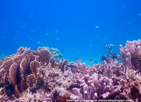 Hard coral at the drop off edge of Warduwer beach of Waigeo island