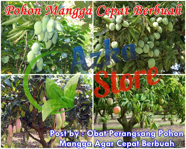 Obat Perangsang Pohon Mangga Agar Cepat Berbuah