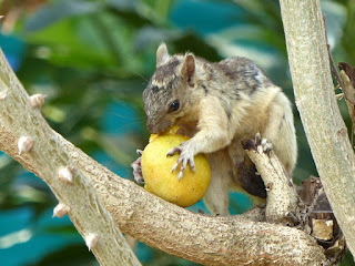 Écureuil multicolore - Sciurus variegatoides