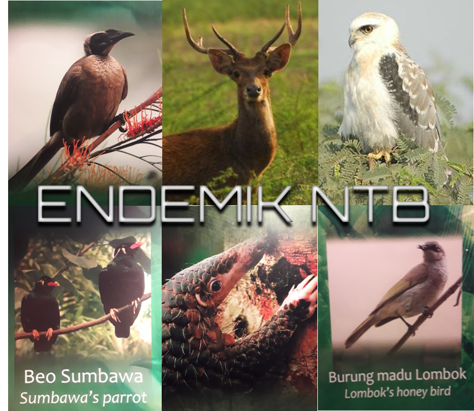 Download 880 Koleksi Gambar Flora Dan Fauna Endemik Negara Asia Tenggara Paling Baru HD