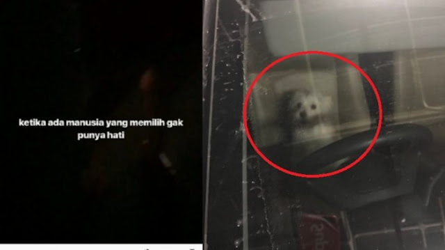 Tinggalkan Anjing di Mobil Selama 8 Jam Hingga Kehausan, Reaksi Pemilik Bikin Geram Netizen