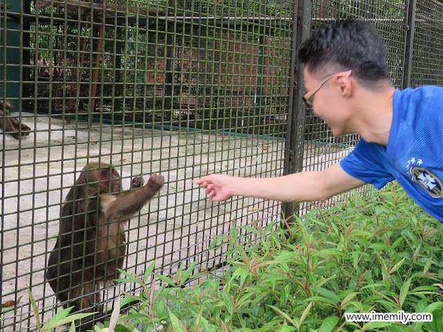 stump-tailed macaque