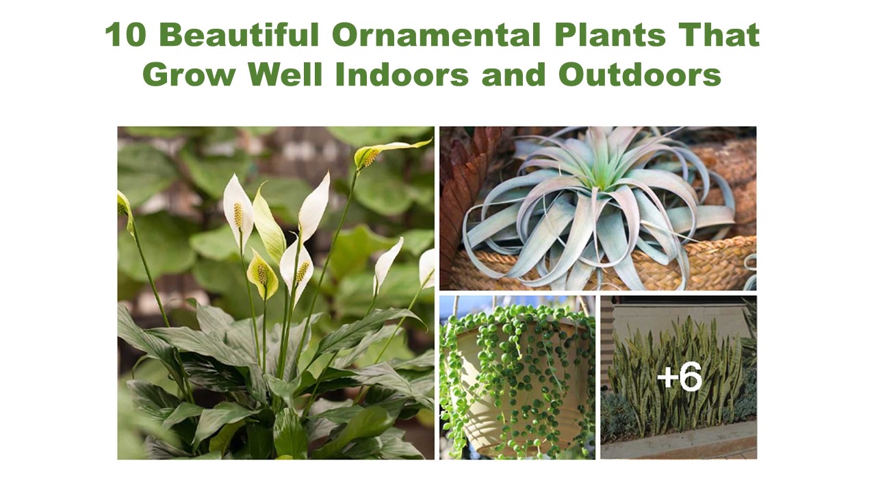 Ornamental Plants That Grow Well Indoors And Outdoors 