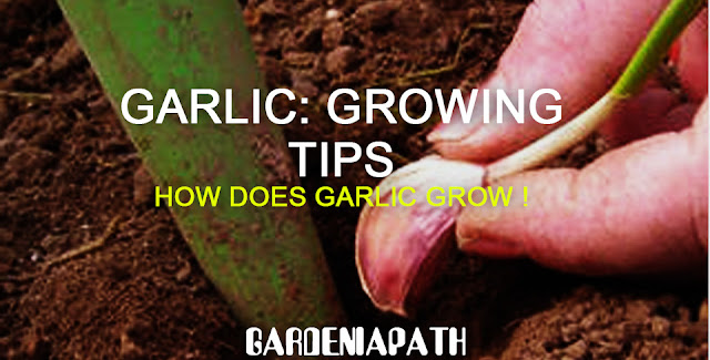 Garlic: Growing tips