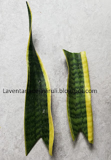 como-multiplicar-sansevieria-por-esqueje