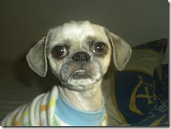 Gracie's terrible haircut 008