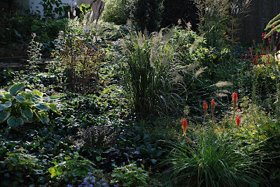 Calamagrostis brancytica