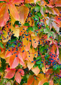 fall foliage by Jeanne Selep
