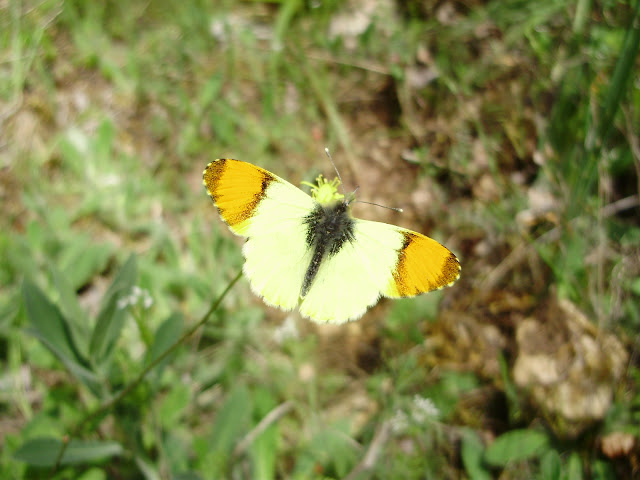 Anthocharis belia ssp euphenoides