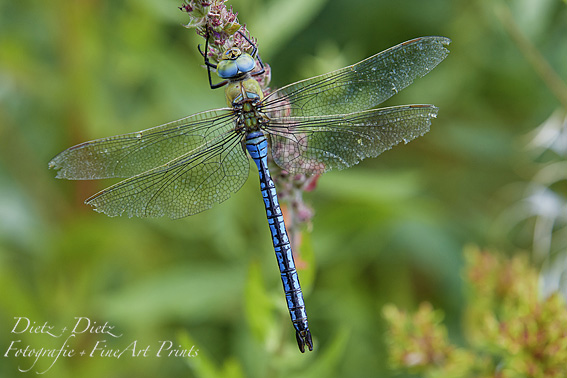 Grosse Königslibelle (Anax imperator)