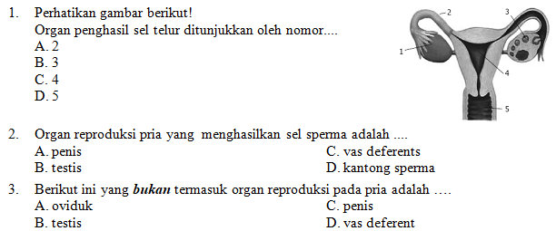 Soal Dan Pembahasan Sistem Reproduksi Guru Paud