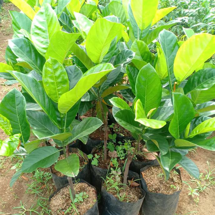 pohon nangka nangkadak kontraktor pembibitan Medan