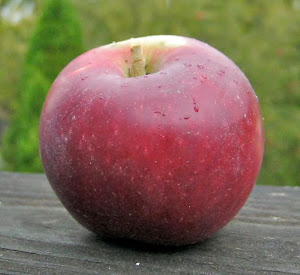 A dark red King David apple