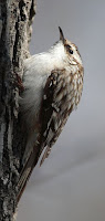 Brown creeper, Humber Bay Park, Toronto, ON, Apr. 2006, by Mdf