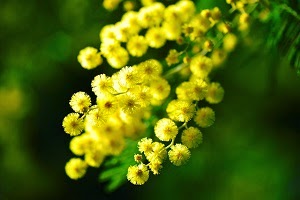 fiore di mimosa