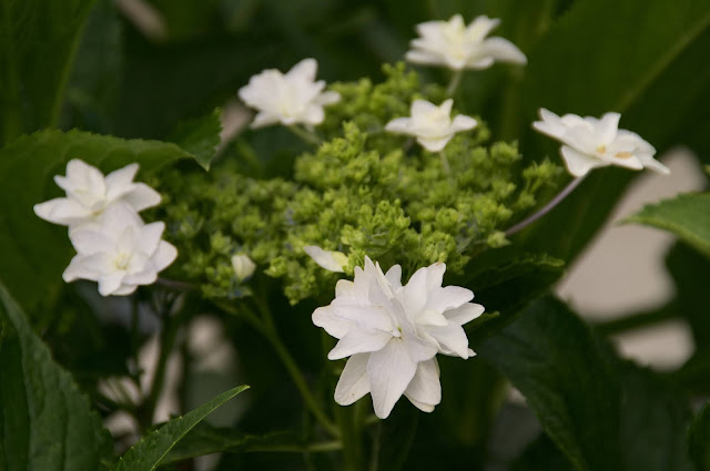 紫陽花