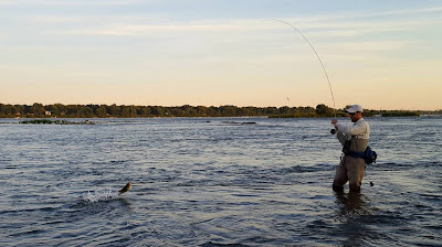 Fly Fishing for Bass Saint Lawrence River