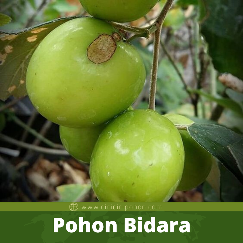 Bibit Pohon Bidara Memiliki Banyak Sekali Manfaatnya - Ciriciripohon.com