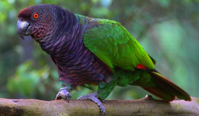 Furacões no Caribe são uma grave ameaça à sobrevivência do papagaio imperial de Dominica