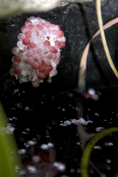 how do goldfish eggs look like. girlfriend goldfish eggs