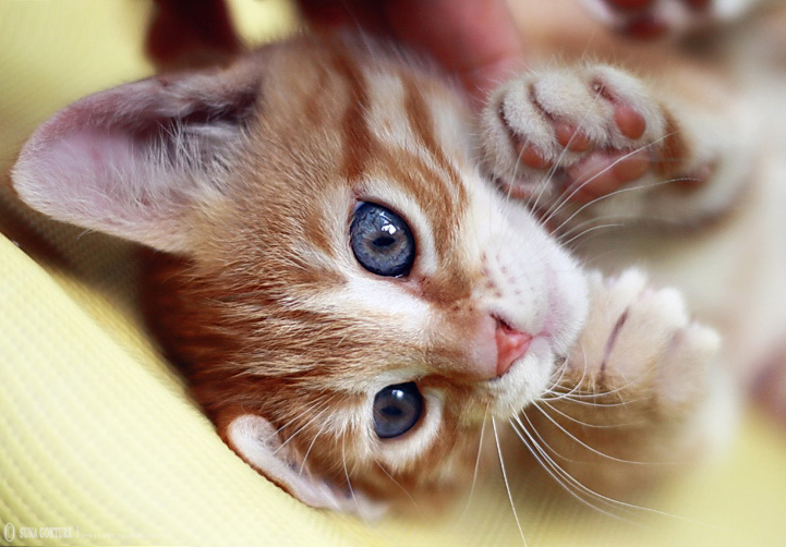 100 Wallpaper  Kucing  Lucu  dan Comel Kualitas HD  Kucing  