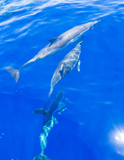 Delfini comuni (Delphinus delphi) ©Valeriaderiso