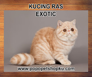 kucing exotic