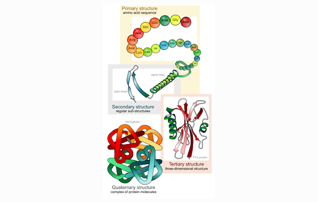 Structure of Proteins