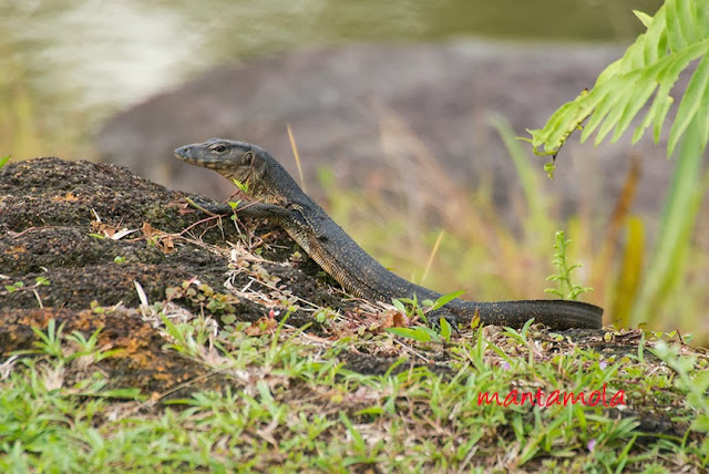 Water Monitor (Varanus salvator)