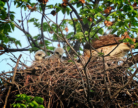 Tompkins Square red-tailed hawk nestlings looking over nest