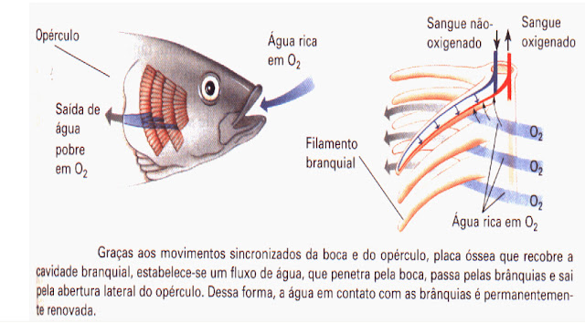 Resultado de imagem para branquias dos peixes