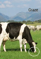 graze