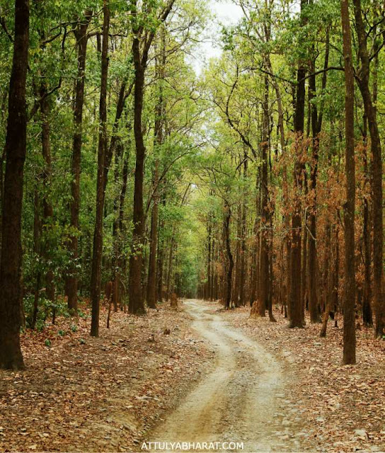 jim-corbett-national-park-nainital-uttarakhand