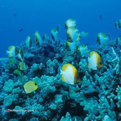 Butterflyfishes