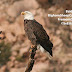 Back in Colorado:  Beautiful Bald Eagles