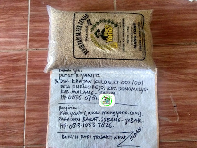 Benih padi yang dibeli PUTUT RIYANTO Malang, Jatim. (Sebelum packing karung ).