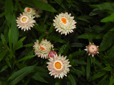 麥稈菊的花序
