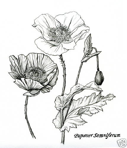 types of flowers drawing Cool Flower Pencil Drawings | 429 x 500