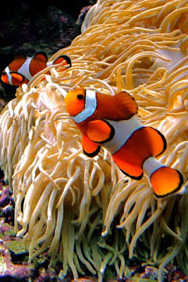 clownfish iPhone Wallpaper