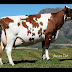 Ayrshire Breed