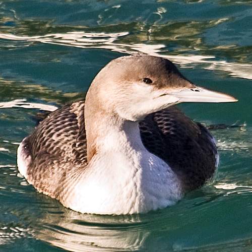 Black-throated loon - Gavia arctica