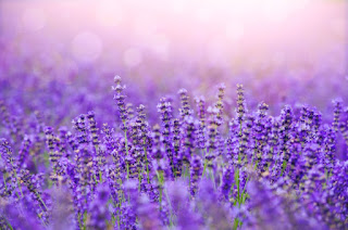 https://natwiki.blogspot.com/2018/05/lavanda-propiedades-y-usos-medicinales.html