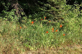 orange day lilies along a country road