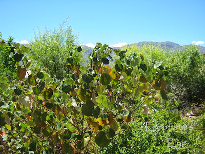 Hibiscus tiliaceus loose shrub 2 metres high