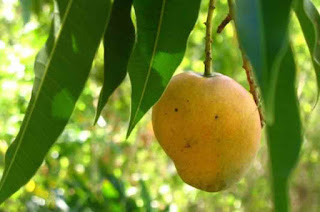 Benefits of Mangoes Leaves 