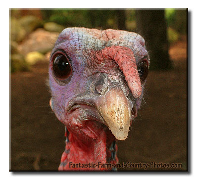 Funny Turkey Pictures