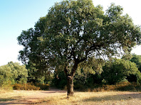 L'Alzina del Pla de l'Omeda